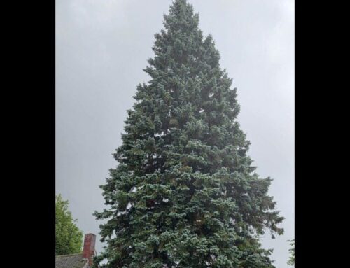 Sault Ste. Marie spruce becomes State of Michigan’s 39th Christmas tree